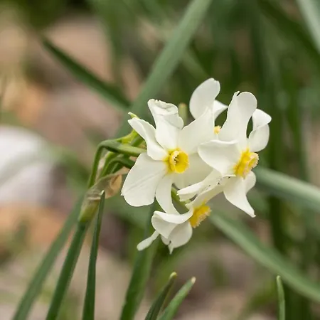 Pozzo Fiorito * Castiglione Delle Stiviere
