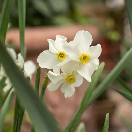 컨트리하우스 Pozzo Fiorito 카스티리오네델레스티비에레